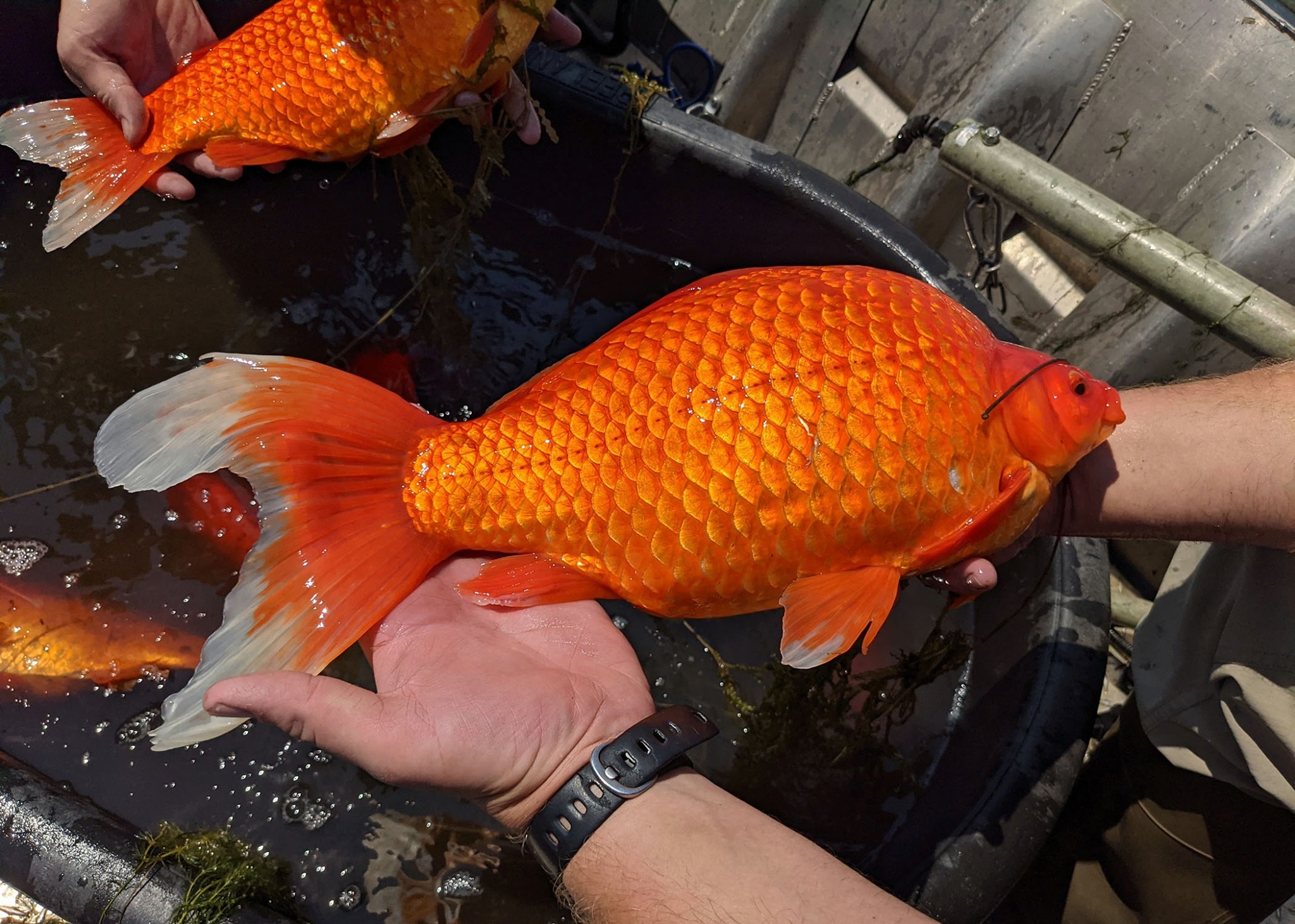 Giant goldfish hot sale