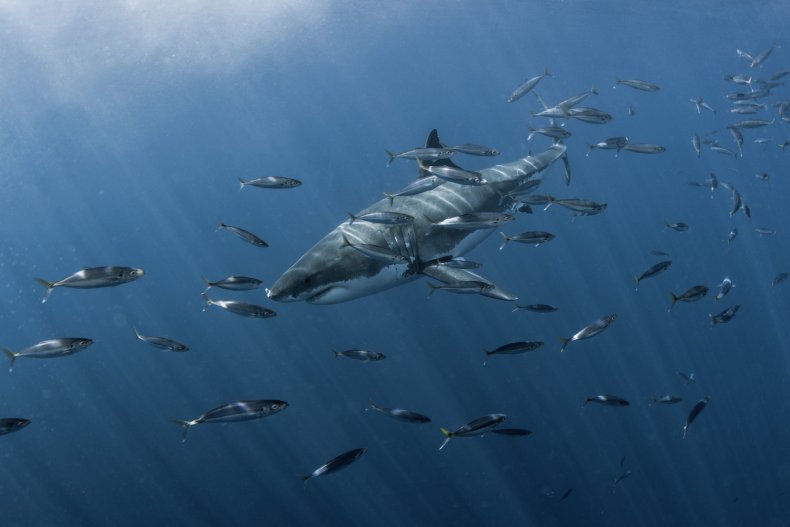 A Great White Shark in Guadalupe Island