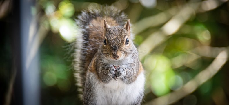 Close-up of an eastern gray squirrel