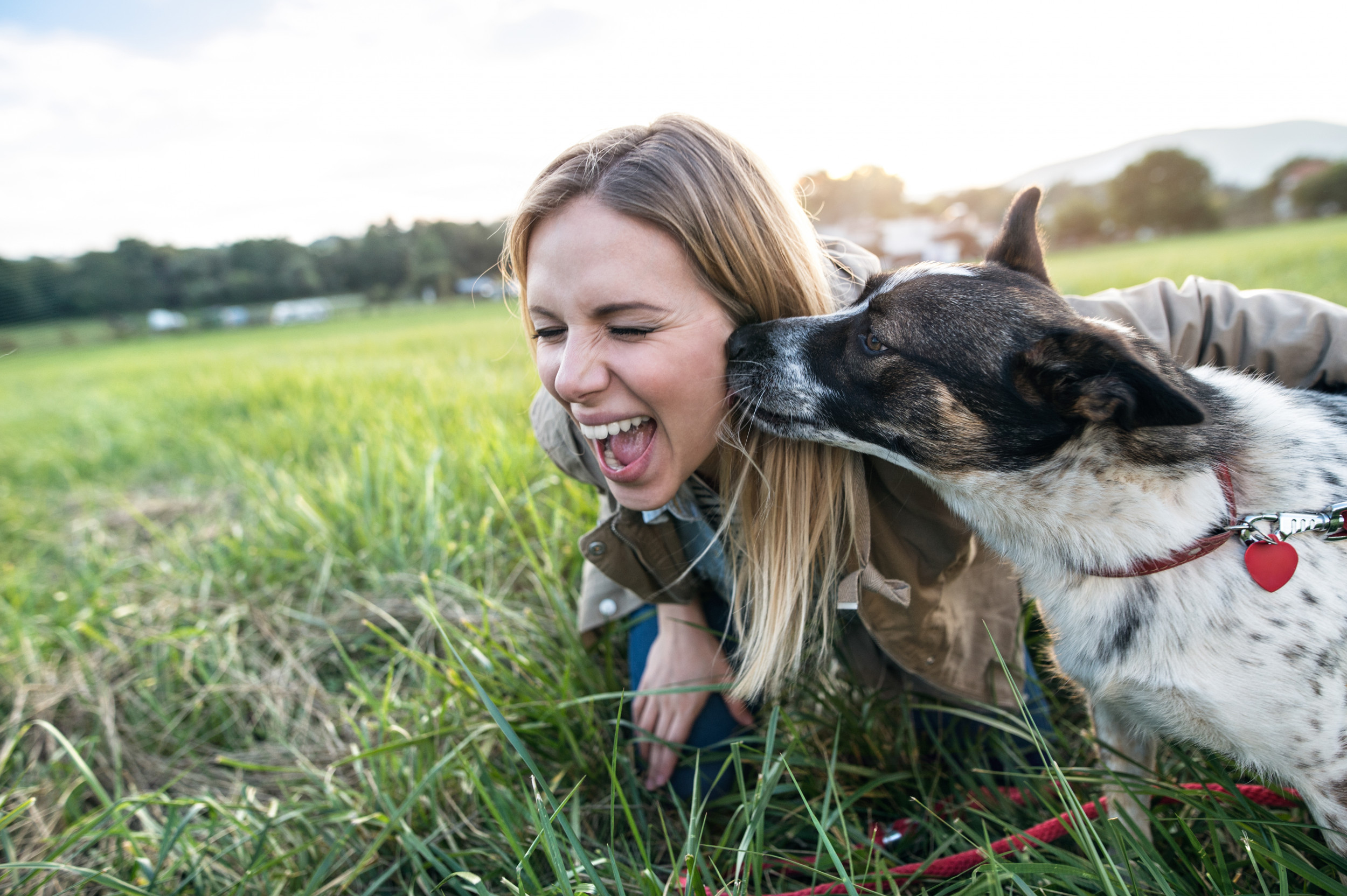 Why Do Dogs Lick You 