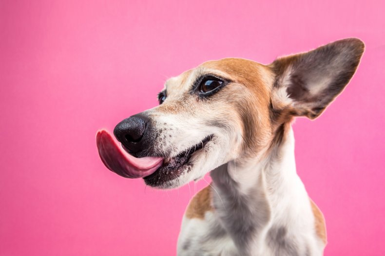 A dog with its tongue out.