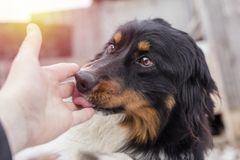 A small dog licking a person's hand. 