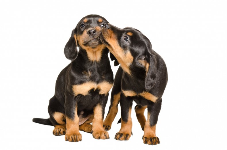 Two puppies playing together.