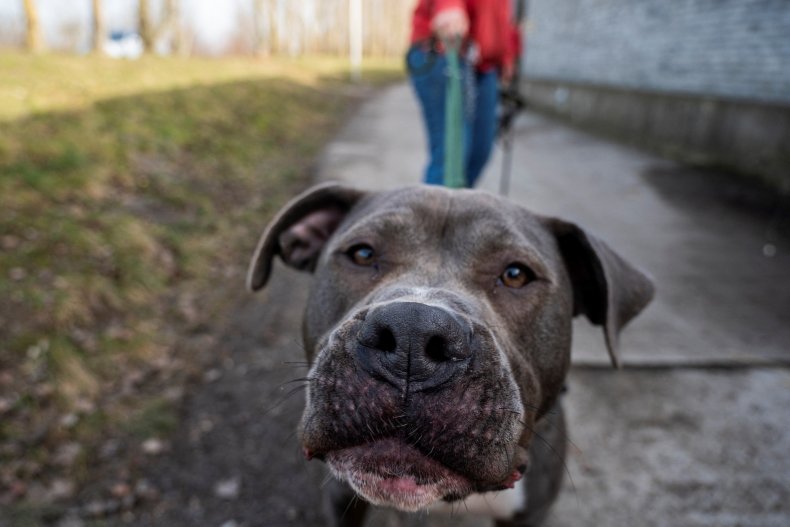 American Staffordshire Terrier