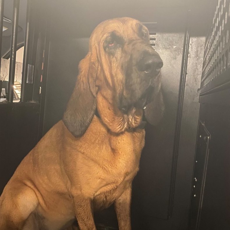 Bloodhound Mercy tracked down a missing child.