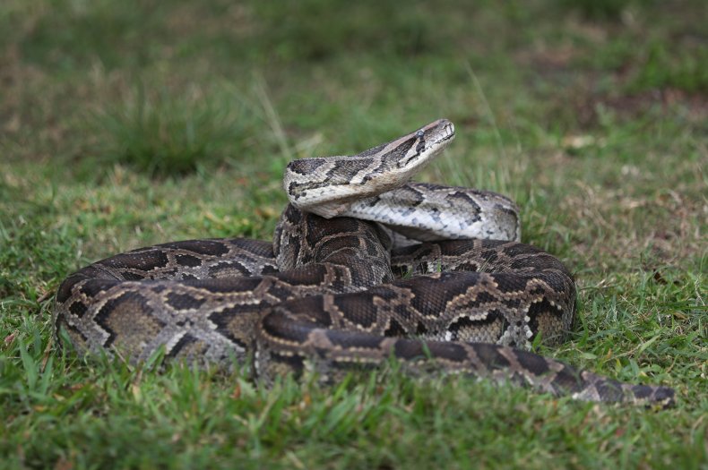 Burmese python