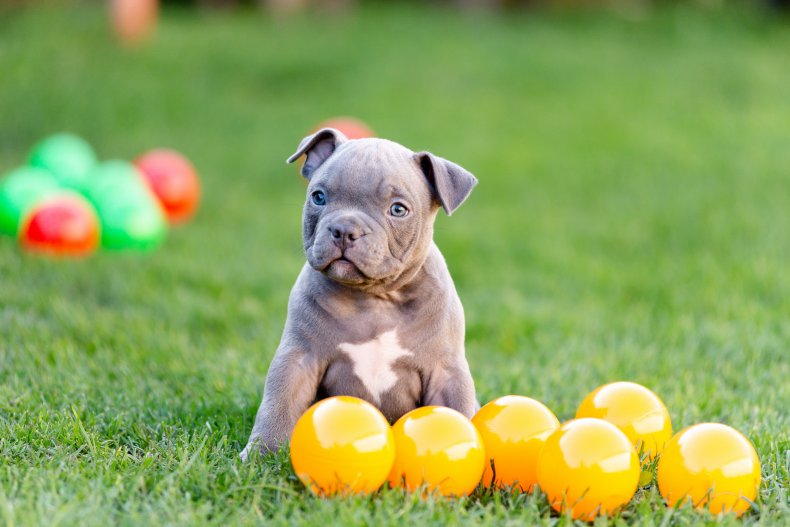 A puppy with yellow balls on grass.