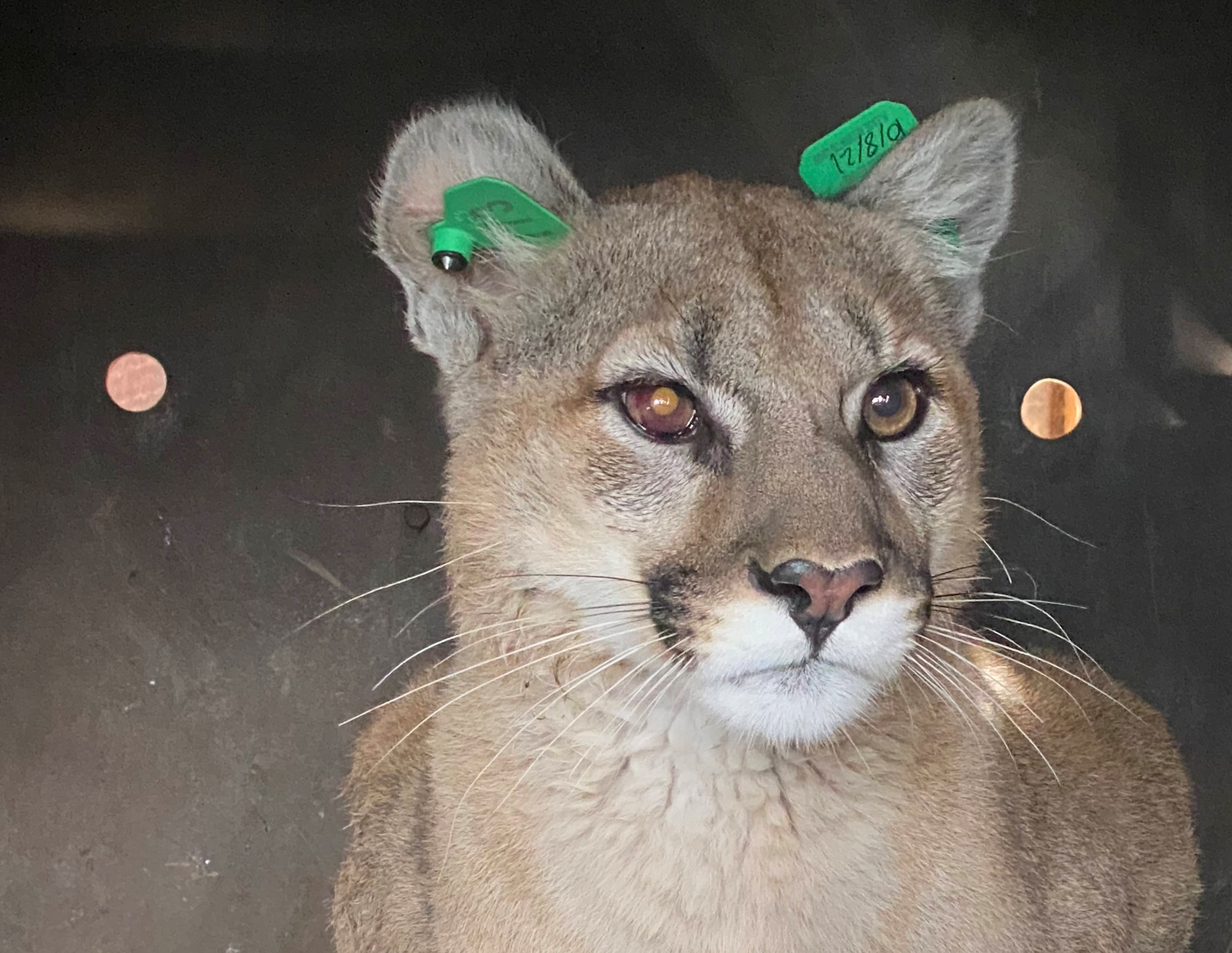 Officials believe mountain lion report was more likely a bobcat