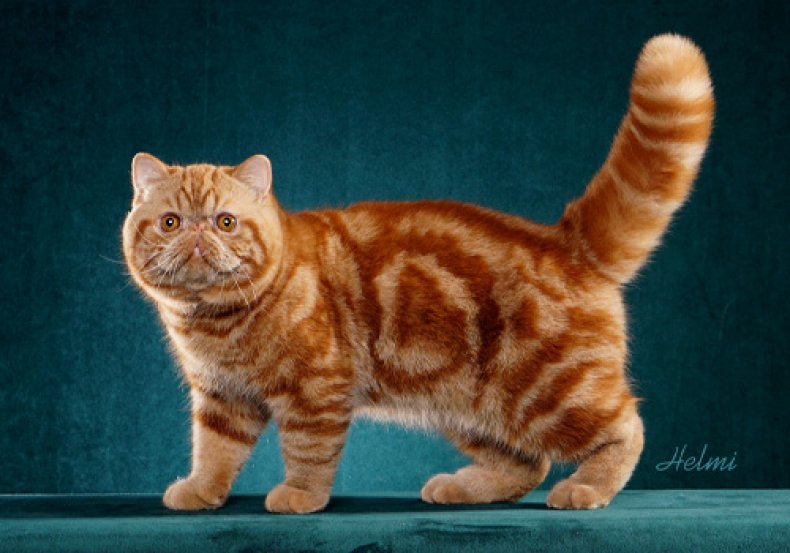 Exotic Shorthair
