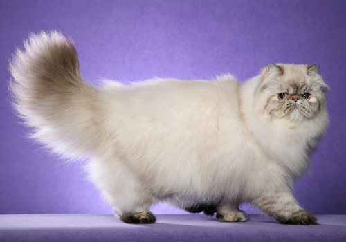 Cat breeds that get hot sale along with other cats