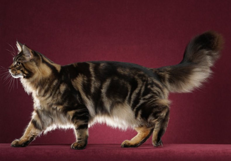 The Maine Coon cat