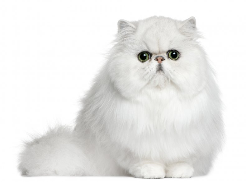 Persian cat breed
