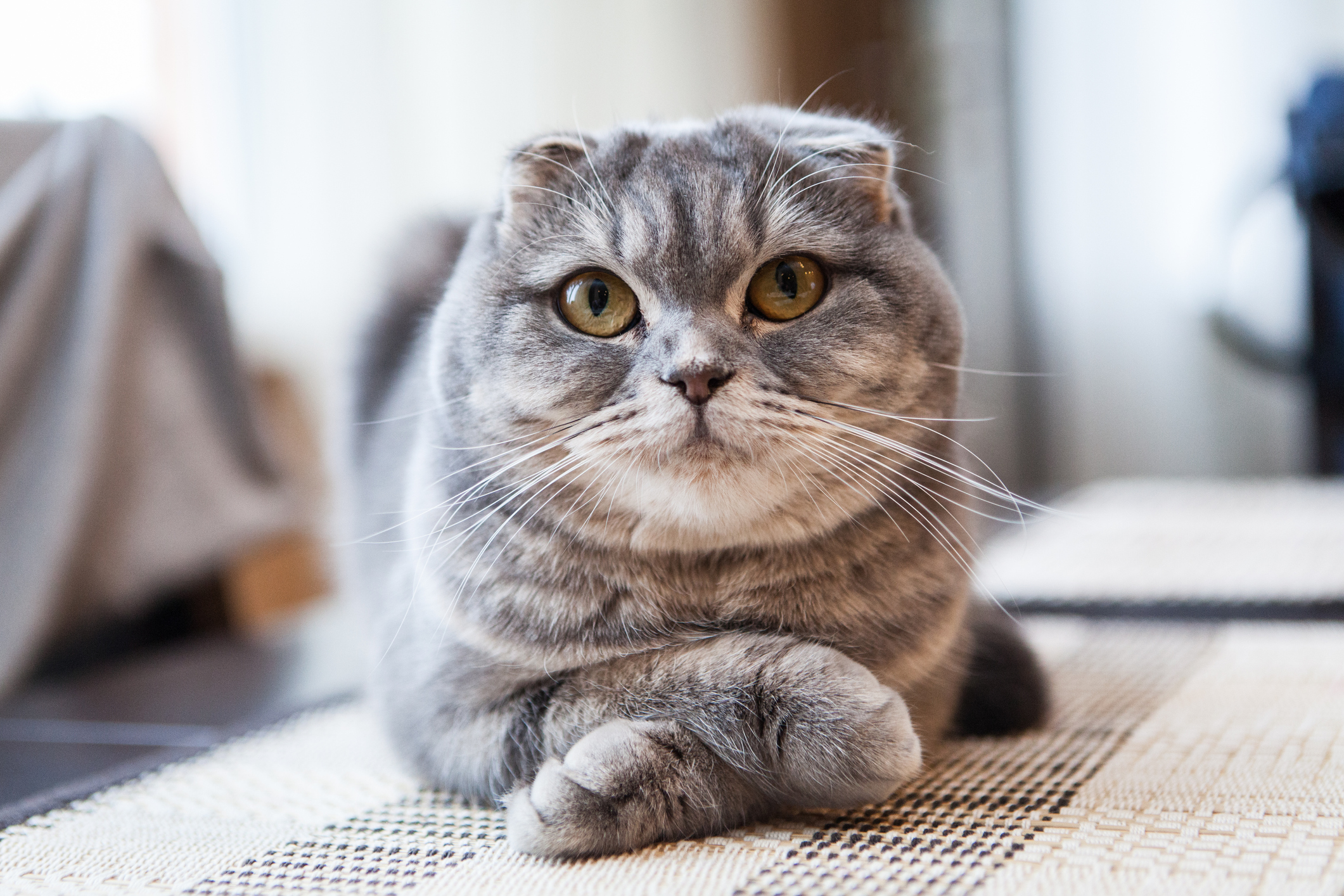 Hypoallergenic cats clearance british shorthair