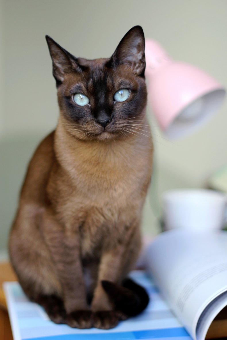 Tonkinese cat breed