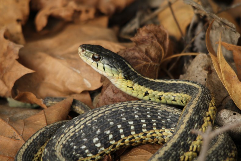 Garter snake in leaves