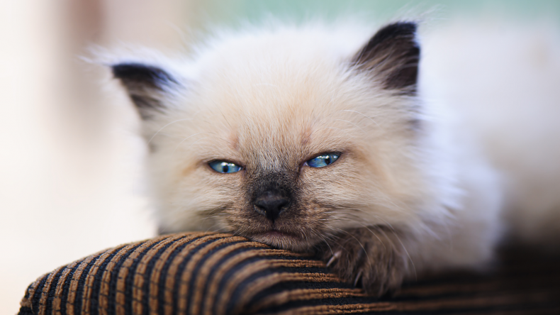skin problems in cats