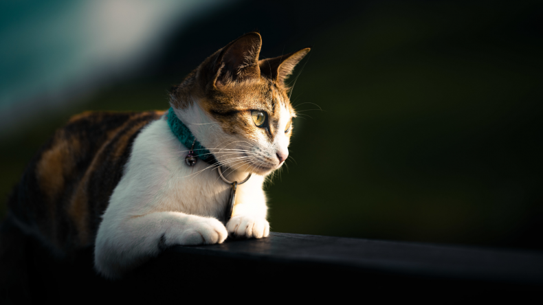 skin problems in cats