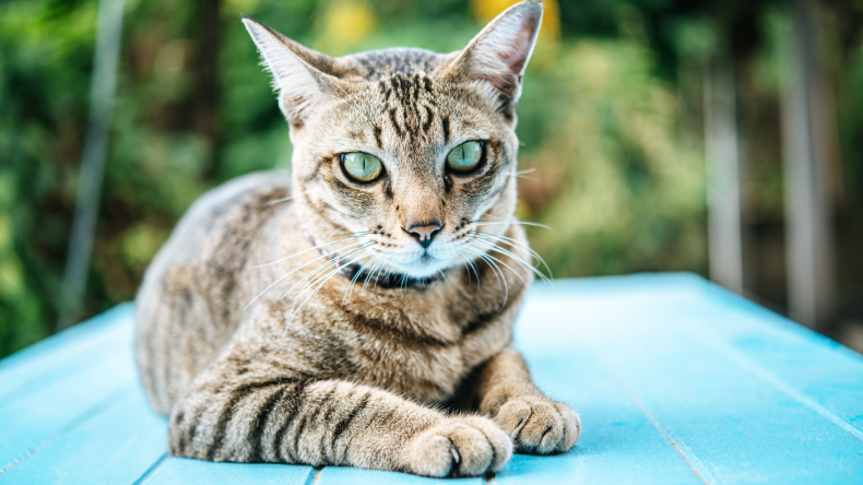 skin problems in cats