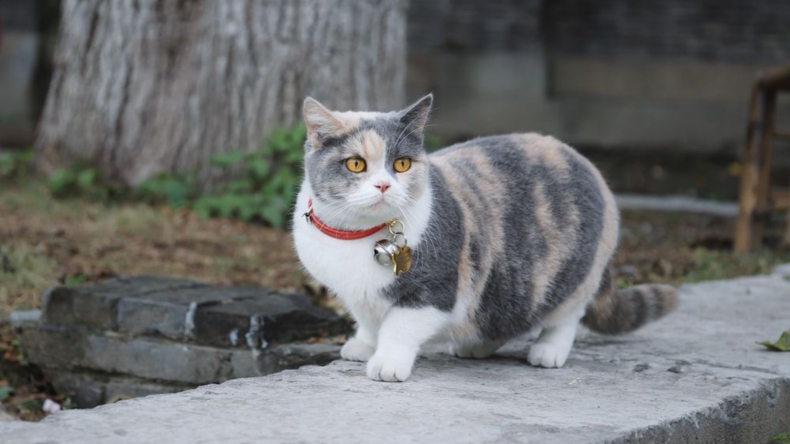 skin problems in cats