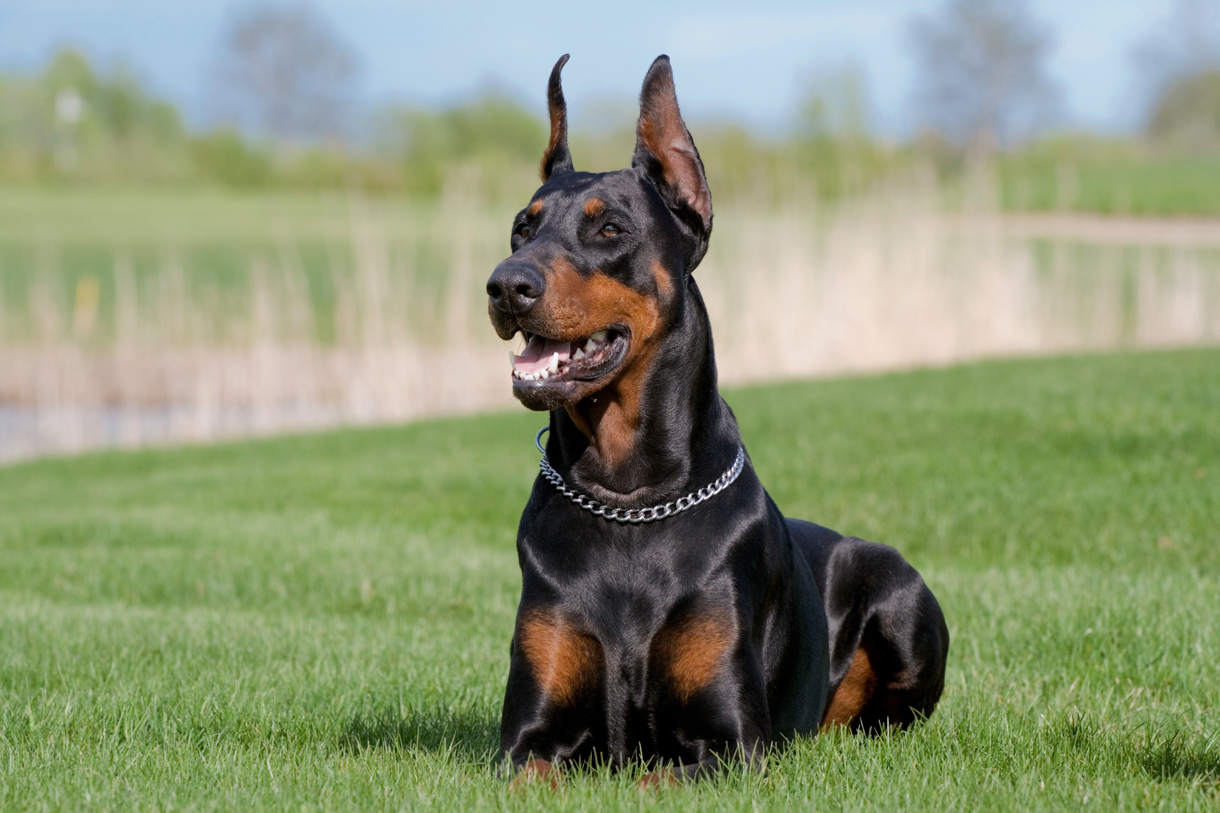 Doberman 2024 working dog