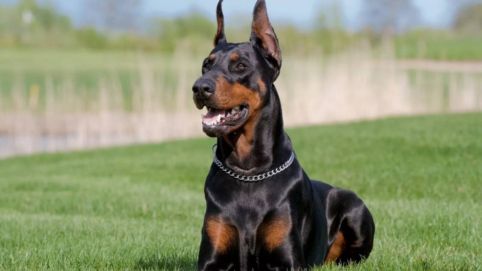 Rude' Doberman Stops Woman From Working on Laptop in Funny Video