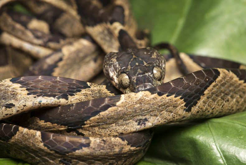 Snake found in banana box