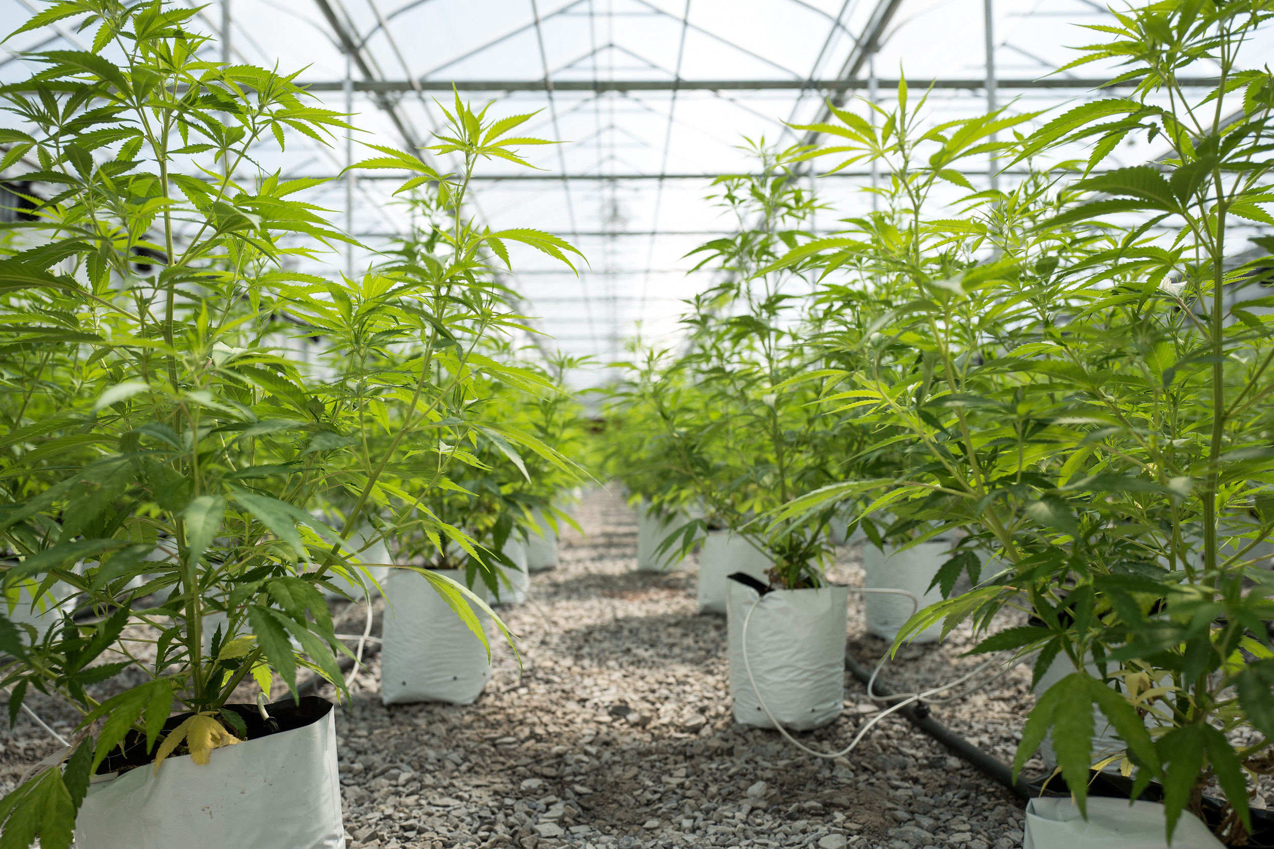 New Jersey Drops Nearly 88K Marijuana Cases As U S Moves Toward
