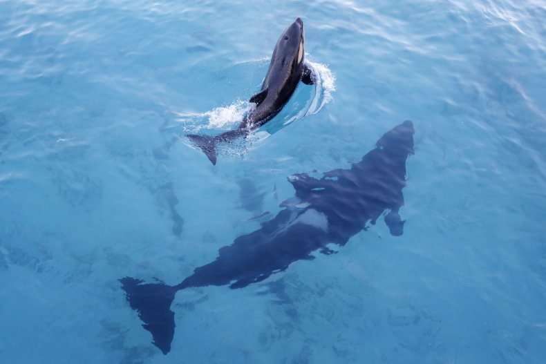 A mother orca and her calf swim.