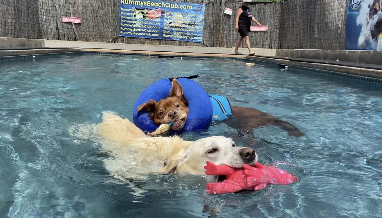 Best dog sales swimming near me