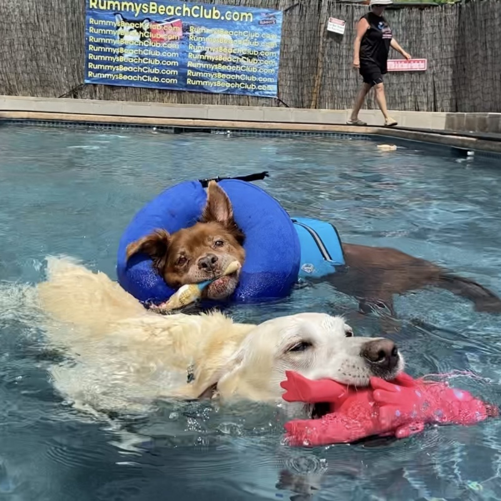 Where Can Dogs Swim Near Me Where Can Dogs Swim Near Me