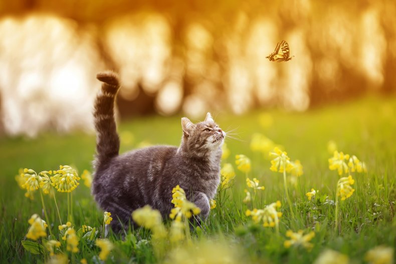 A cat chasing a butterfly.