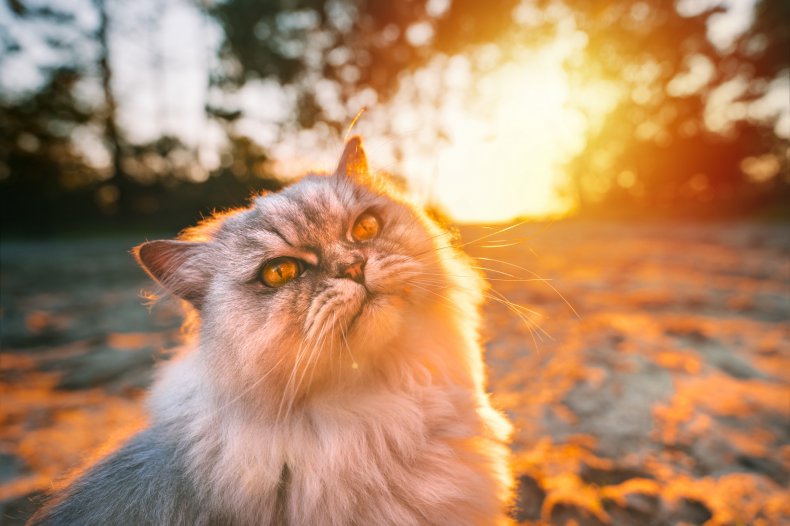 A cat pictured at sunset.