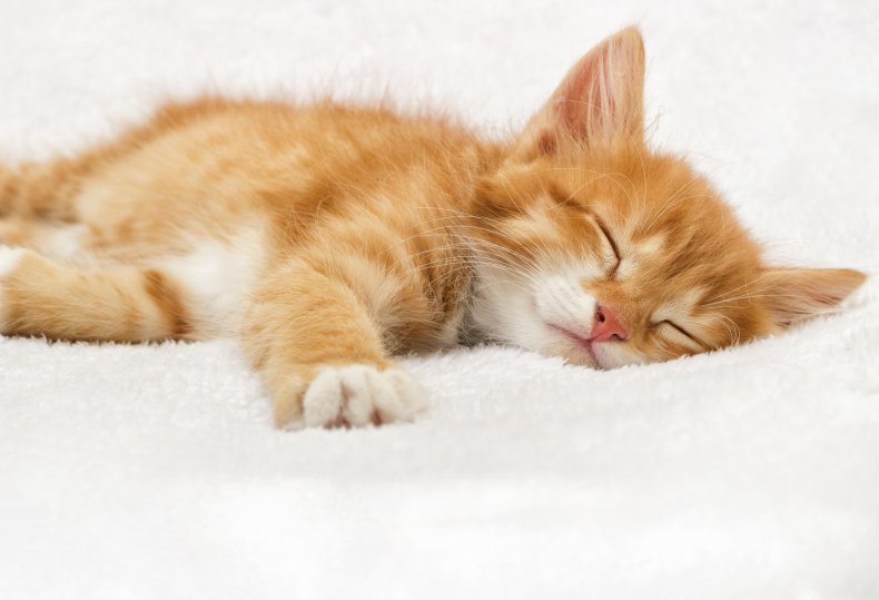 A kitten sleeps on a blanket. 