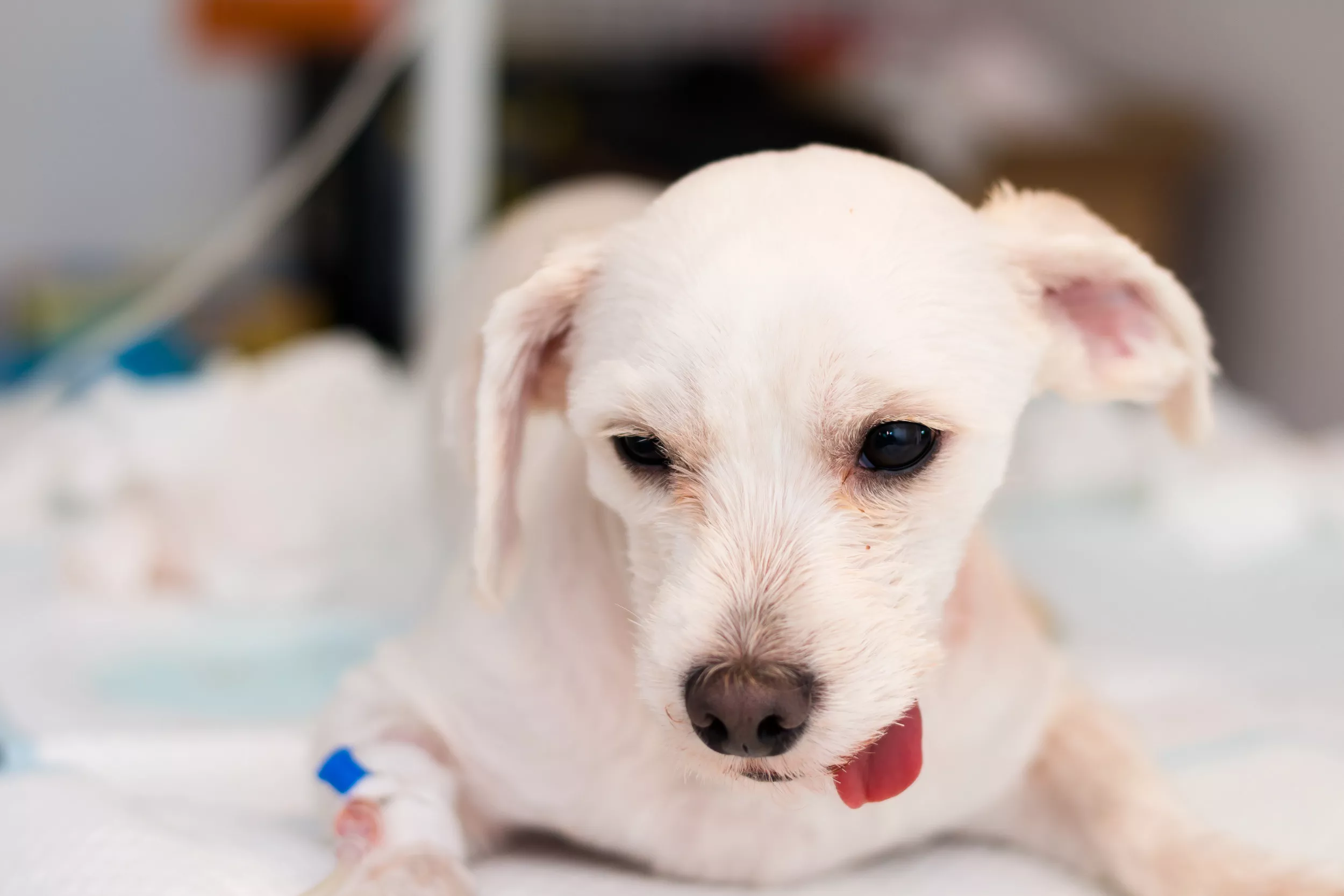 Is Sedation Dangerous For Dogs