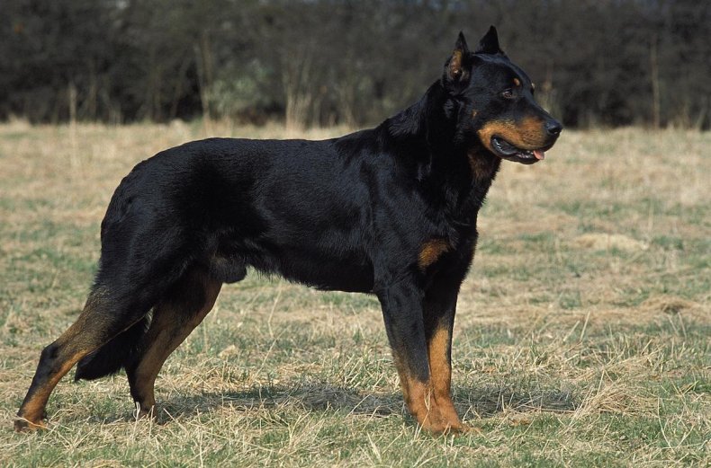Beauceron Dog 