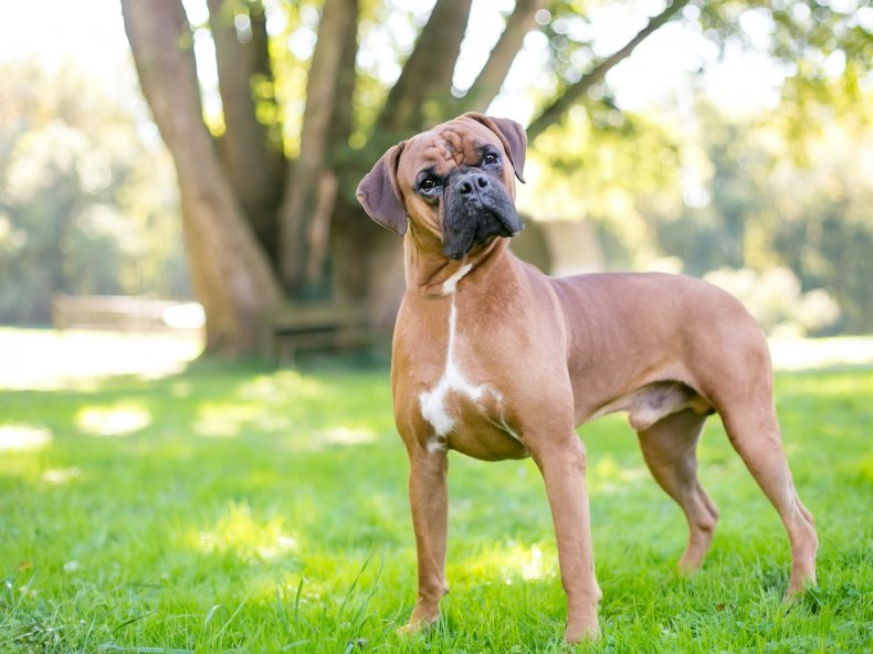 Boxer Dog 