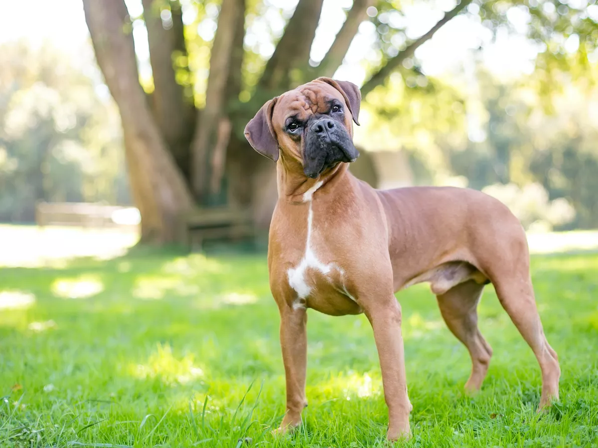 Medium sized store protective family dogs