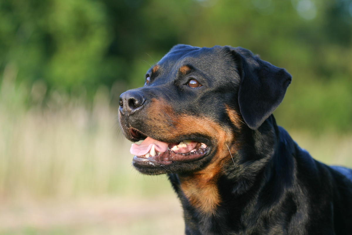 ROTTWEILER BLACK DOG SLACKS (BLACK) - www.onkajans.com