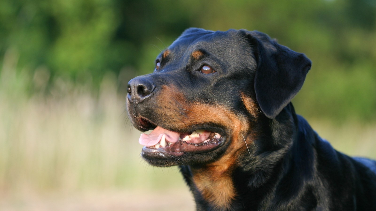 Rottweiler Copies Yawning Man In Adorable Viral Video Rottweiler Copies Yawning Man In Adorable Viral Video