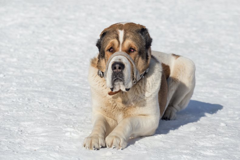 Central Asian Shepherd Dog 