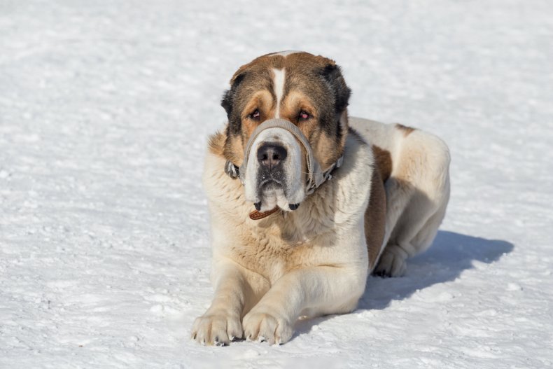 Central Asian Shepherd Dog
