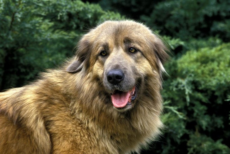 Estrela Mountain Dog 