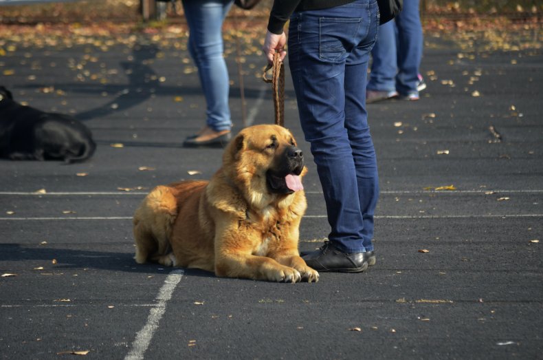 Caucasian Shepherd Dog
