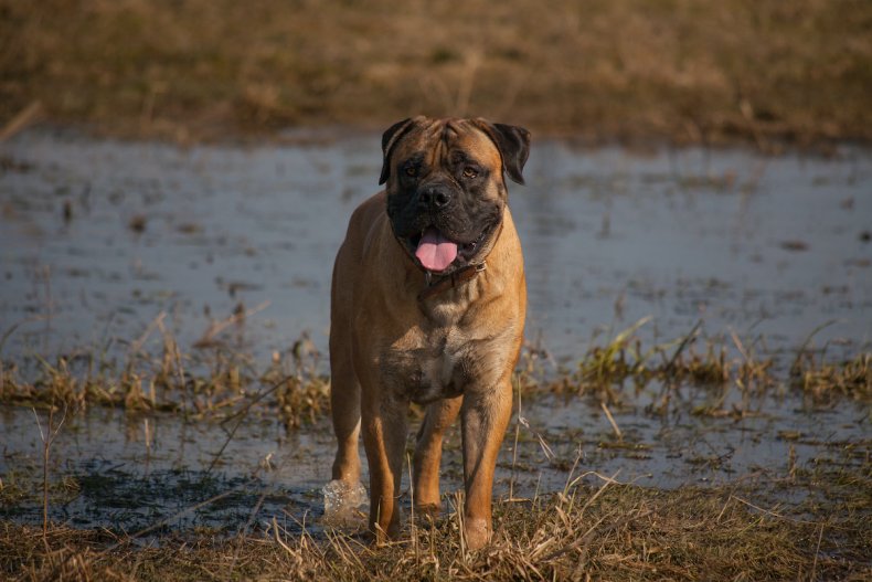 BoerBoel