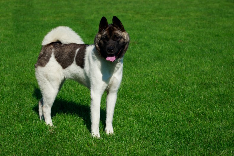 Akita