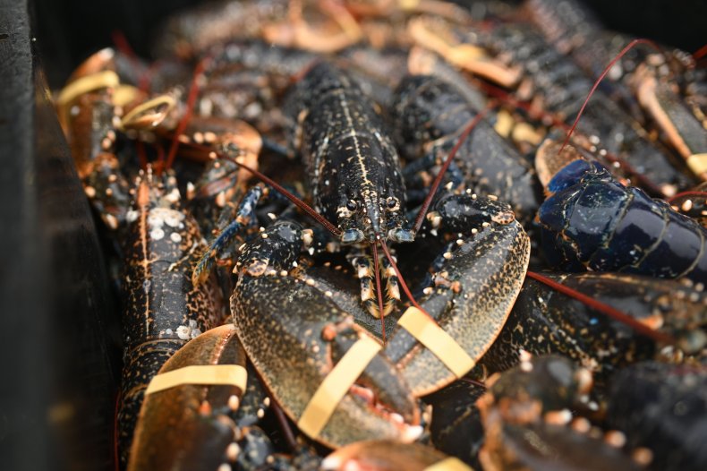 fresh lobsters prepared for market