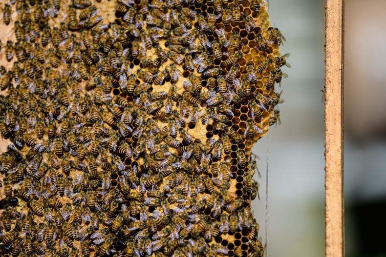 Bees attach themselves to a honeycomb.