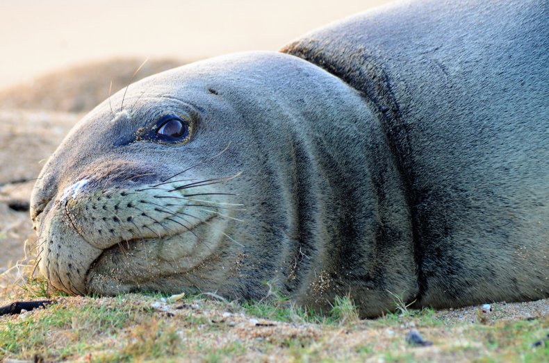 A Hawaiian monk seal