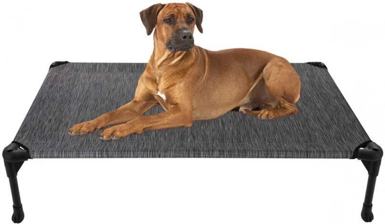 best pet products cooling cot