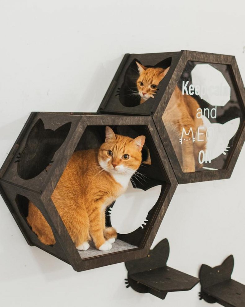 best pet products cat hexagon